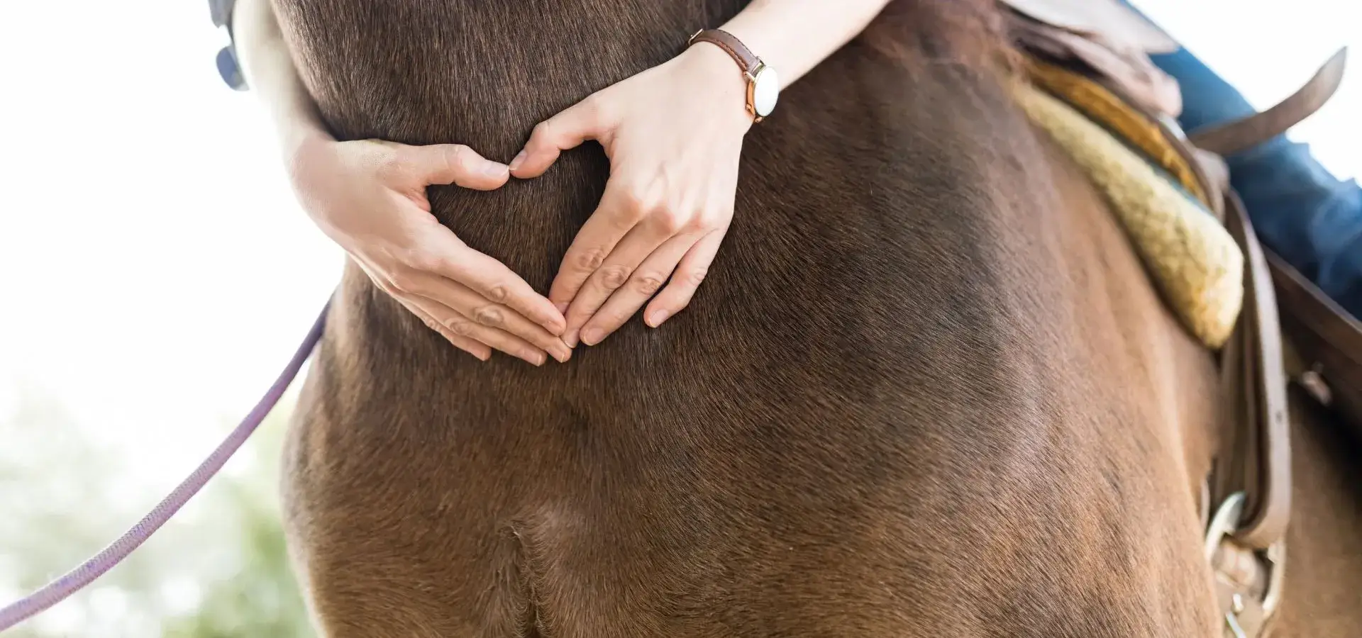Traumacoach Almere, Paardencoach Hilversum, Huizen, Blaricum, Laren, Eemnes, Almere, Paardencoaching bij stress, Trauma sensitief schrijven, traumaverwerking, paardencoaching Almere, trauma verwerken, stress, rust, overprikkeld brein, terug naar jezelf, overprikkeld zenuwstelsel, inzicht, grenzen stellen, zelfliefde, handreiking, praktische oplossingen, mindfulness, schrijven, praktische tools.