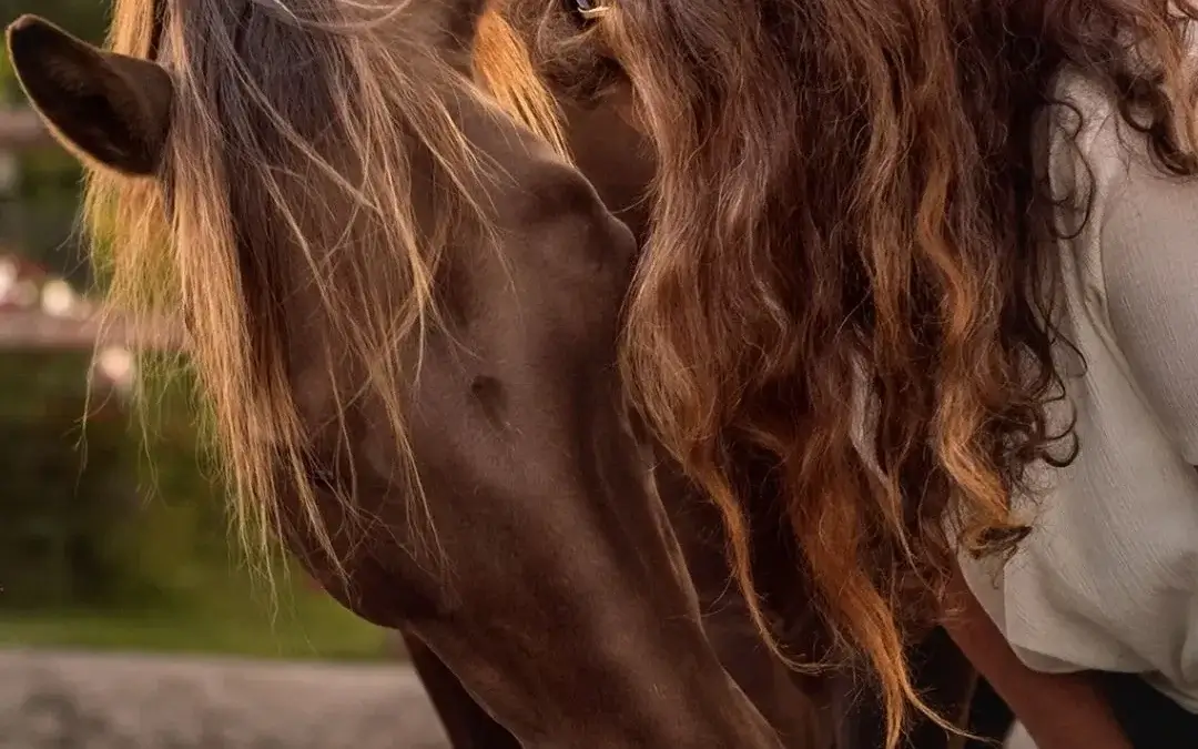 Wat doet een paardencoach