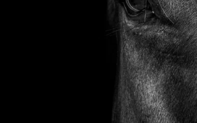 Het paard als co-regulator
