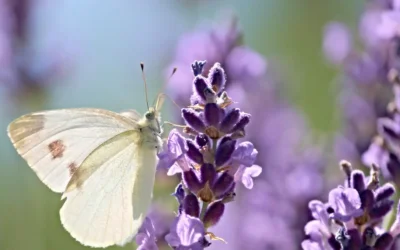 Lavendel, rust en heling in één
