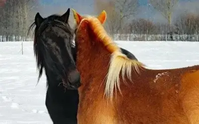Elkaar uit de wind houden