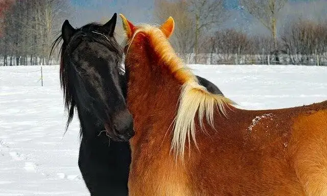 Elkaar uit de wind houden
